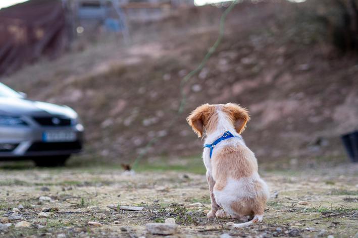 Cachorro acolhido pela Associação Lunaar